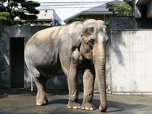 Самый тяжелый слон. Линь Ван слон. Индийский слон Линь Вонг. Самая большая слон в мире.