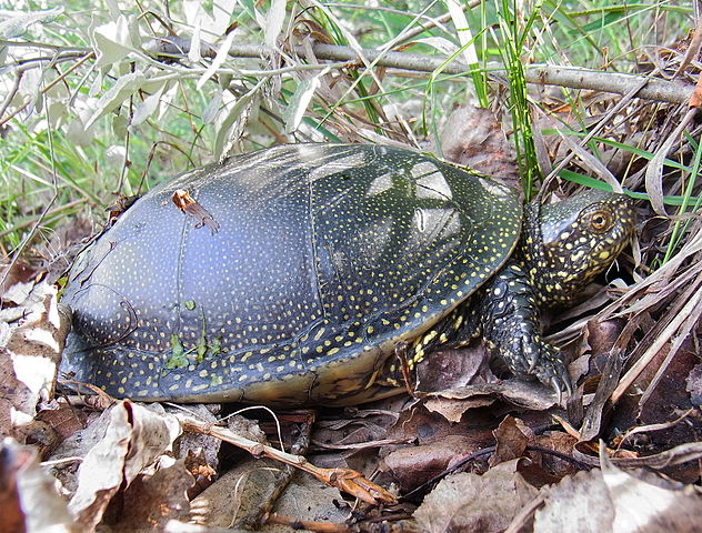 Galápago Europeo, Emys orbicularis