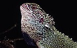Thumbnail for Blue-spotted woodlizard