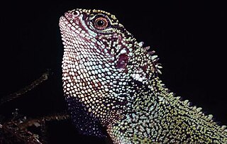 Blue-spotted woodlizard Species of lizard