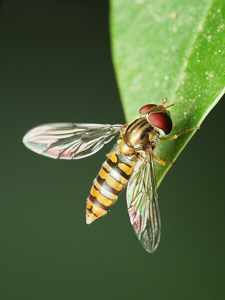 File:Episyrphus balteatus 203026419.jpg