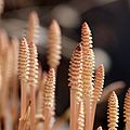 Equisetum arvense (8540072503).jpg