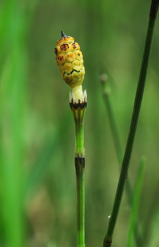 Equisetum variegatum 01