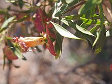 Eremophila neglecta flower.jpg