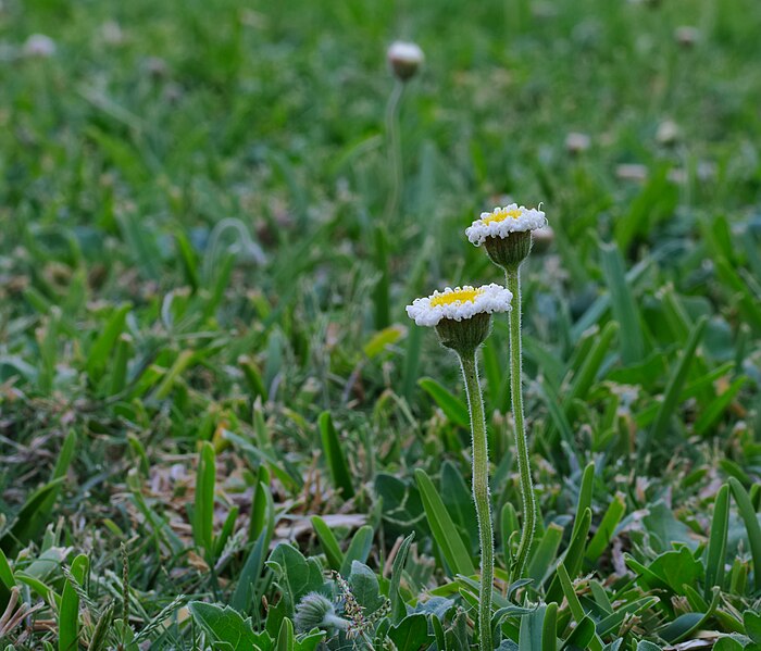 File:Erigeron scaposus Mexico2017p1.jpg