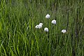 ワタスゲ Eriophorum vaginatum