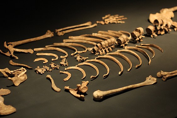 Human bones from pre-Colombian Brazil