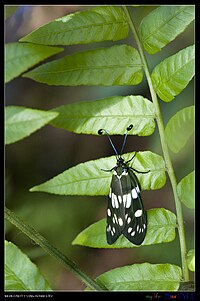 Eterusia aedea formosana (14818650162) .jpg