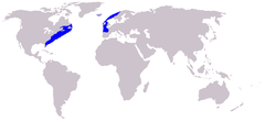 Eubalaena glacialis range map.png