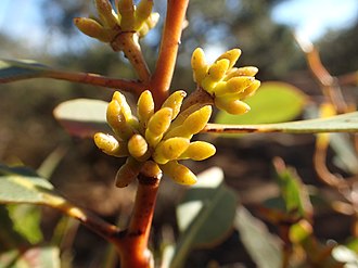 flower buds Eucalyptus adesmophloia buds.jpg