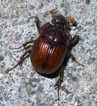 <i>Eucanthus</i> Genus of beetles