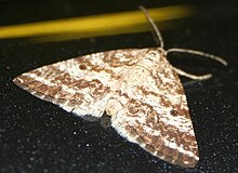 Eine braune und braun gefleckte Motte auf einem schwarzen Sandhintergrund.