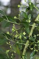 Français : Euonymus europaeus Marais de la Chaussée-Tirancourt (Somme), France