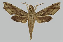 Eupanacra waloensis, זכר, למעלה. סין, יונאן, Xishuangbanna Dai אוטון. Pref. Puwen, 30 ק