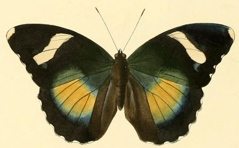 File:Euphaedra xypete2.JPG