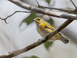 <span class="mw-page-title-main">Golden-sided euphonia</span> Species of bird