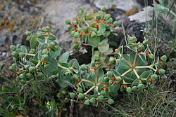 Euphorbia anacampseros 1. jpg
