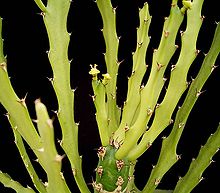 Euphorbia epiphylloides2 ies.jpg