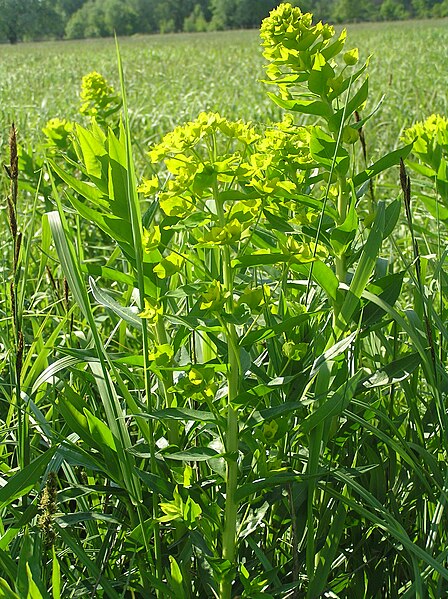 File:Euphorbia lucida1.JPG