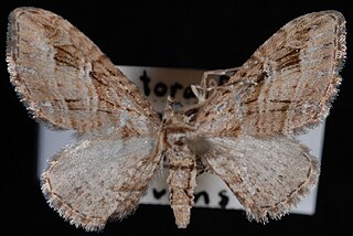 <i>Eupithecia niphadophilata</i> Species of moth