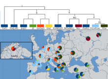 Y-Chromosome distributions in Europe. The Maltese people have a similar Y-DNA haplogroups distribution as Southern Italians Europe Y semino.png