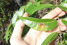 Detail of leaf