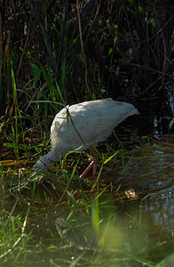 Polski: Ibis biały English: The american white ibis