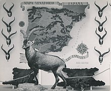 Typical Spanish taxidermy of the different subspecies of the Iberian ibex, 1950 Exposicion trofeos de caza (2).jpg