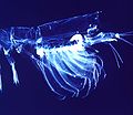 9 Έκδυμα από krill