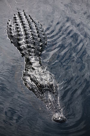 Alligator in Loxahtchee National Wildlife Refuge