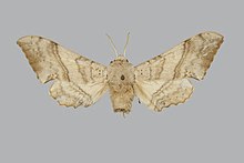 Falcatula tamsi BMNHE270740 זכר up.jpg