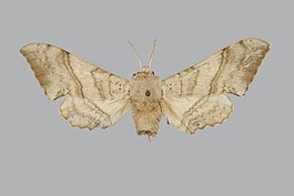 Falcatula tamsi