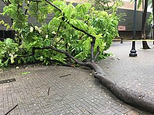 Fotografía de un árbol caído en Fort Street Mall