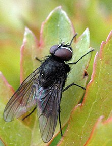 Fannia.canicularis.male.jpg