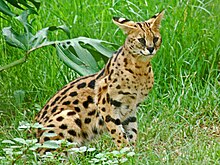 Photo of a serval. Felidae - Leptailurus serval (Serval) (8300229302).jpg