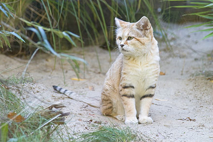 Кошка пустыни. Барханный кот. Песчаная барханная кошка. Песчаная кошка (Felis Margarita). Барханный кот ареал.