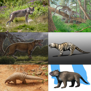 <span class="mw-page-title-main">Ferae</span> A clade of mammals consisting of Carnivores and Pholidotes