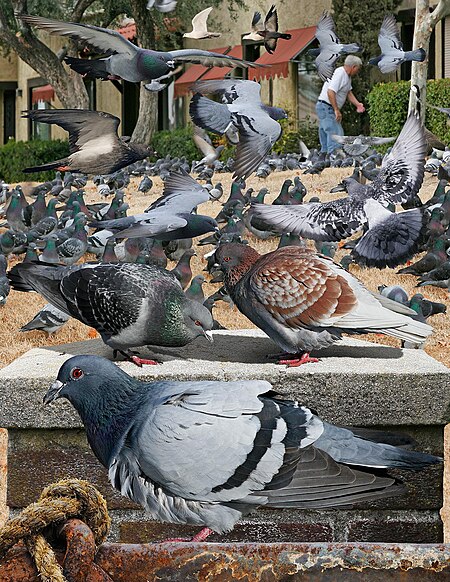 Fail:Feral pigeon From The Crossley ID Guide Eastern Birds.jpg
