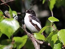 Adult male in Finland Ficedula hypoleuca Haukipudas 20120610 02.JPG