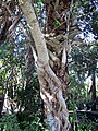 Ficus aurea (Florida strangler fig) 4 (25934060288).jpg