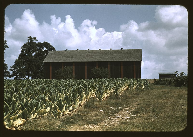 File:Field of Burley tobacco on farm of Russell Spears, drying and curing barn in the background, vicinity of Lexington, Ky. LCCN2017877532.jpg