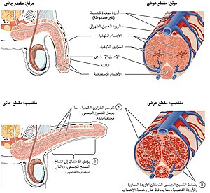 Figure 28 01 06-ar.jpg