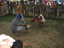 Cockfight in Hilongos, Philippines