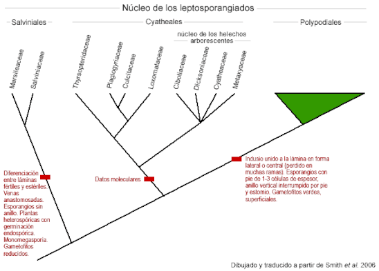 Árbol filogenético actualizado y taxonomía de Salviniales y Cyatheales en el Núcleo de los leptosporangiados. Dibujado a partir de Smith et al. (2006)..