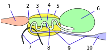 Schema della camera filtrante dei Cercopidi. 1: stomodeo; 2: valvola cardiaca; 3, 6, 8: mesentero; 4: camera filtrante; 5: membrana peritoneale; 7: tubi malpighiani; 9: proctodeo; 10: retto.