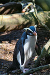 Fiordland penguin (Mattern).jpg