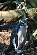 aves De Argentina