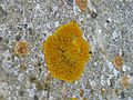 Flechten auf Beton, eventuell Xanthoria parietina, außerdem vielleicht Caloplaca saxicola, Lecanora u. a.