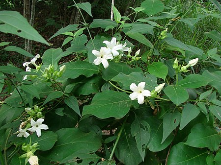 Schubertia grandiflora