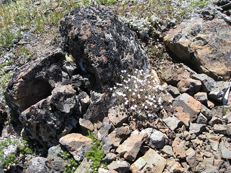 File:Flickr - brewbooks - Saxifrage in meadow above Marmot Pass.jpg